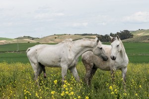 Половая зрелость и готовность к случке лошадей