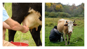 Учимся доить корову ручным способом