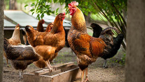 Описание популярных пород куриц и петухов