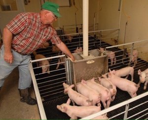 Особенности разведения и содержания свиней