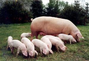 Правила размножения свиней в домашних условиях