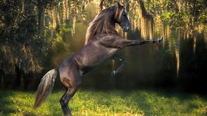 Что нужно знать про спаривание лошадей для успешного их разведения-