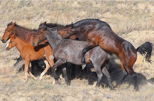 Спаривание лошадей в дикой природе