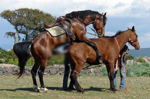 Что нужно знать про спаривание лошадей для успешного их разведения-