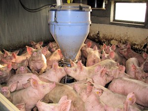БМВД для свиней — белковые минерально-витаминные добавки, которые используют