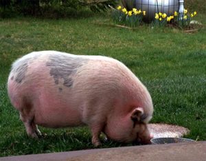 БМВД для свиней: польза и вред