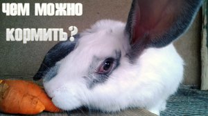 Кролиководство: чем кормить кроликов