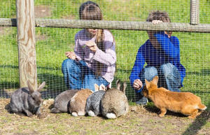 Дети кормят кроликов