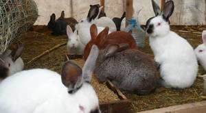 Кормление кролей в домашних условиях