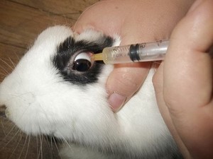 Народные способы лечения миксоматоза у кроликов