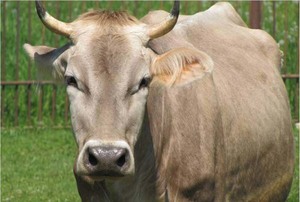 Описание породы коров