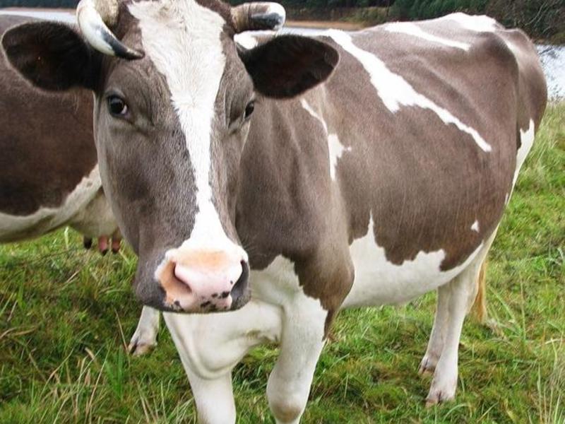 Описание породы коров