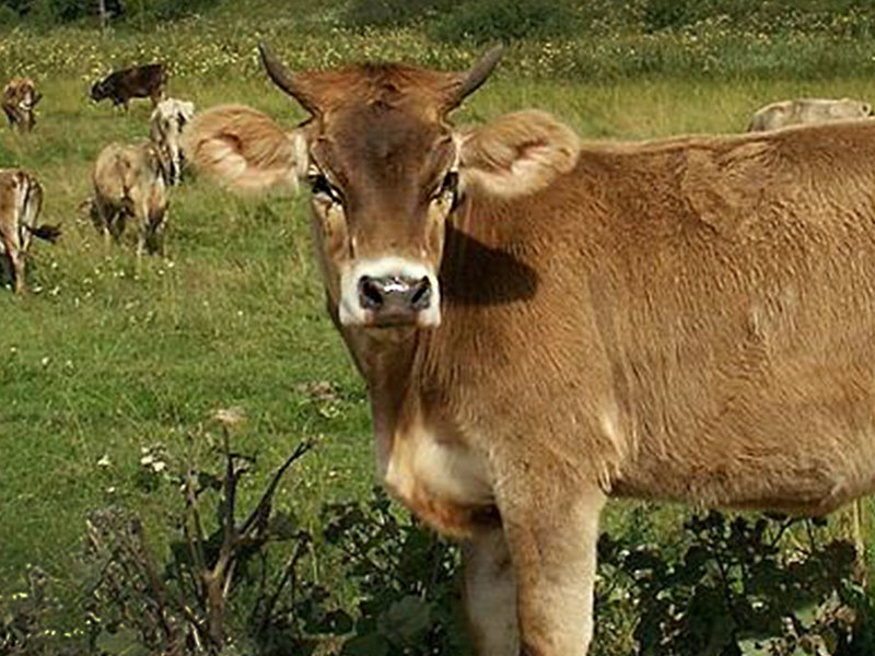 Как содержать коров костромской породы