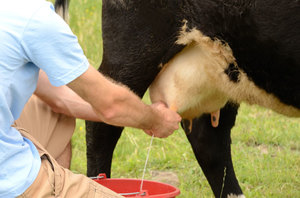 Правильное доение коровы
