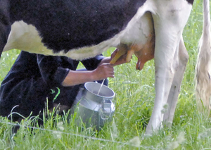 Как доить корову