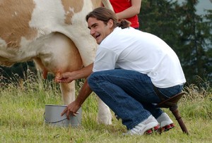 Как доить корову аппаратом