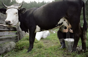 Как доить корову лучше