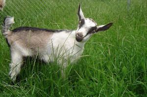 Альпийская порода коз: виды шерсти