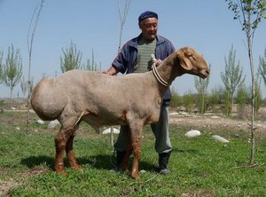 Как выглядит гиссарская породы овец