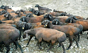 Описание гиссаркских овец