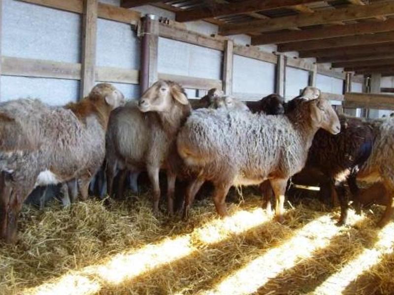 Как разводить овец гиссарской породы