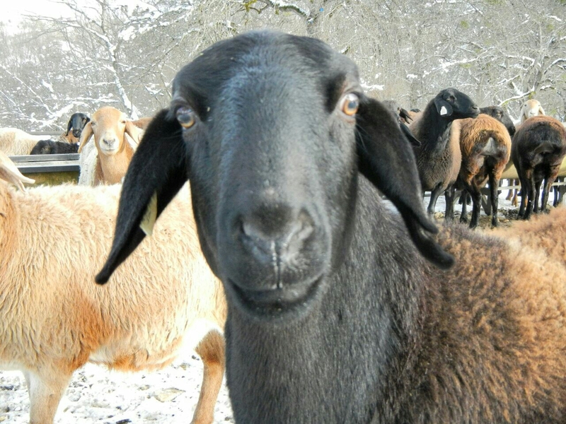 Как выглядит овца гиссарской породы