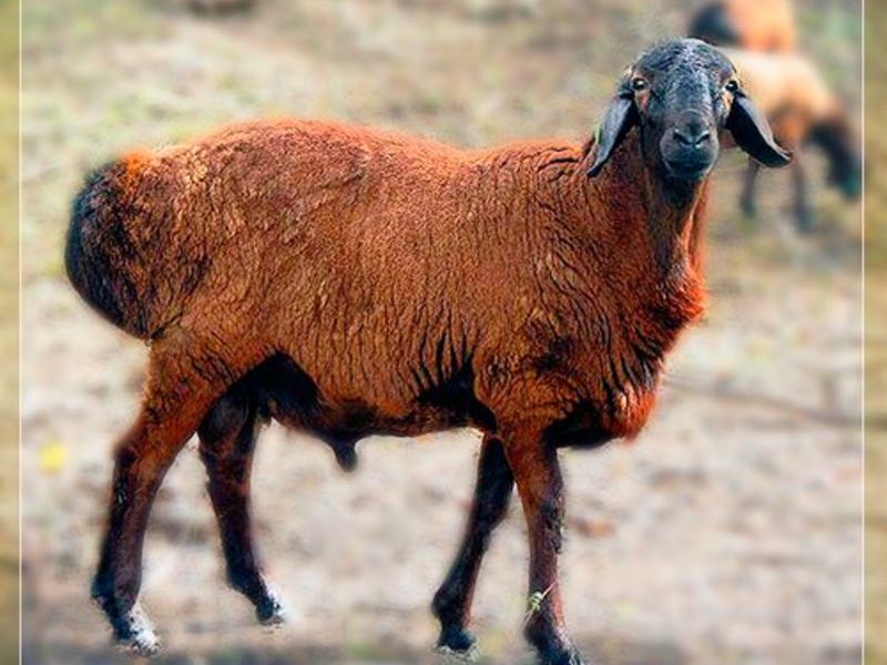 Как кормить овец гиссарской породы