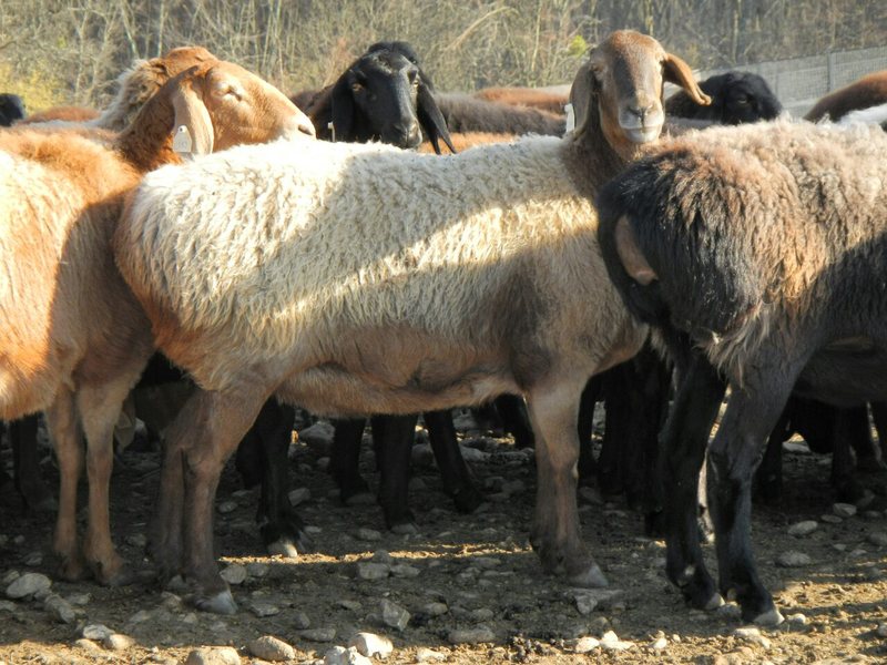 Какая прибыль от овец гиссарской породы