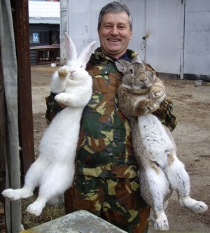 Кролики-великаны
