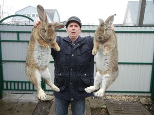 Кролики великаны фландр