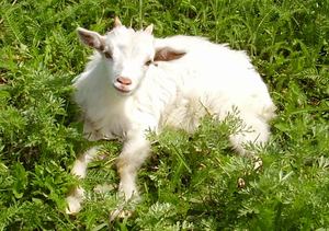 Беременность домашней козы 