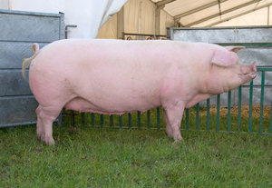 Беременная свинья на скотном дворе