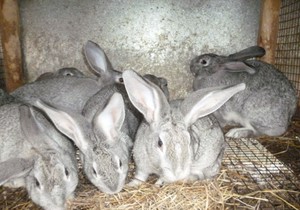 Заболевание мокрица у домашних кроликов 