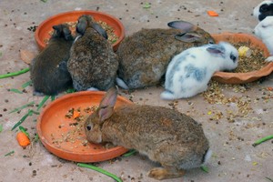 Слюнотечение у кроликов домашних 