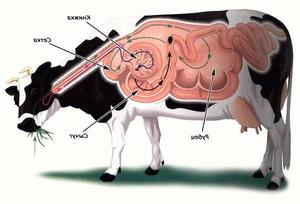 У коровы остановился желудок что делать