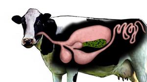 Симптоматика закупорки желудка у коровы