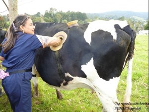 Как лечить желудок у коровы