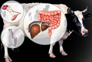 Болезни желудка у коров симптомы лечение thumbnail