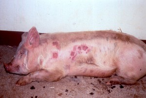 Как проявляется пастереллез у свиней