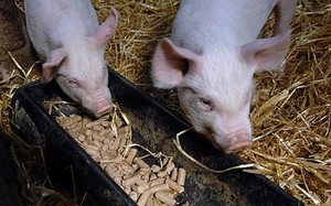 Требования к кормлению свиней
