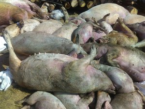 Инфецированные трупы свиной чумы 
