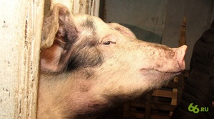 Цианозные пятна на коже у больной свиньи 