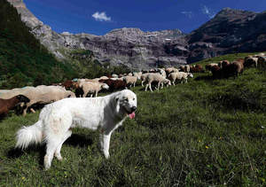 Какие собаки помогают пастуху