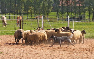 Как кормить собак пастухов