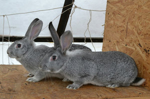 Характеристика породы шиншилловых кроликов