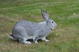 Стандарт породы шиншилловых кроликов
