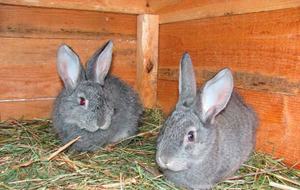Особенности ухода и содержания шиншилловых кроликов