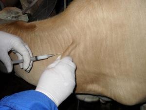 Способы лечения лейкоза у крупного рогатого скота