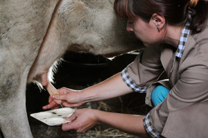 Меры безопасности при заболевании коров лейкозом