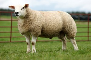 Как содержать овец тексель